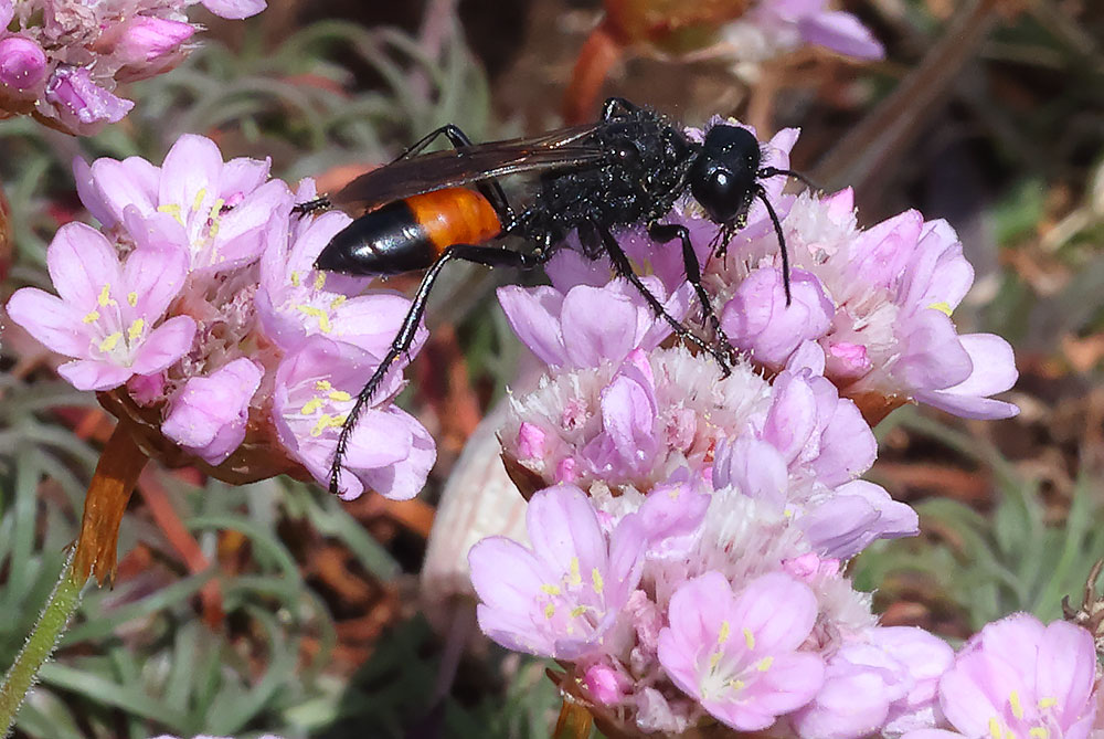 Ammophila sabulosa